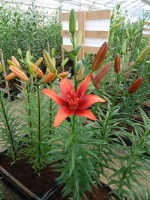 [4088 Red Twin DJ No101.JPG]